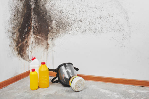 Best Mold Damage Repair  in Clairton, PA