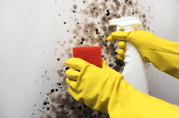 Best Certified Mold Removal  in Clairton, PA