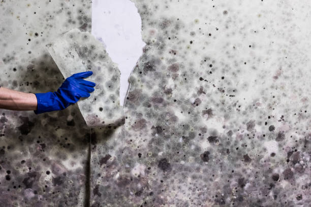 Best Residential Mold Removal  in Clairton, PA