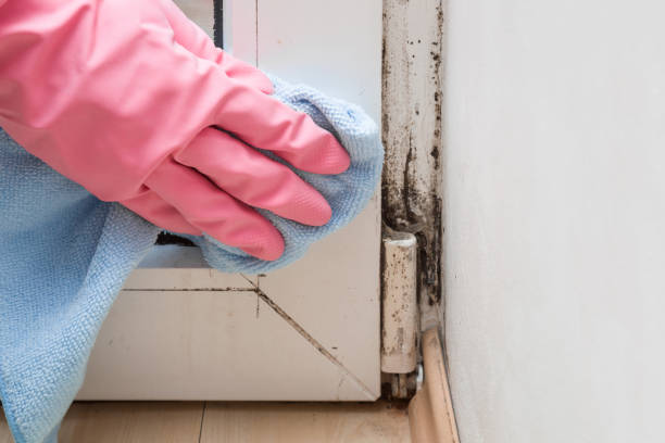 Professional Mold Removal in Clairton, PA