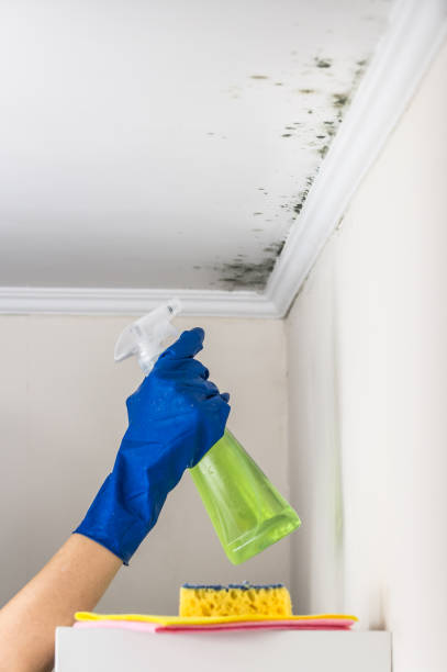 Best Commercial Mold Removal  in Clairton, PA
